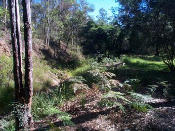 Wahminda Grove Planting