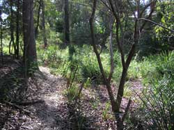 Volunteers planting natives in June 2007