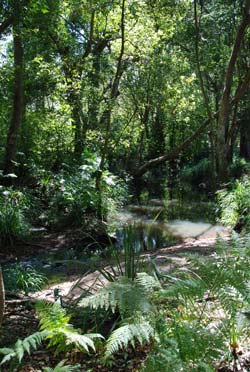 The Brook has a special charm in the dappled sunlight