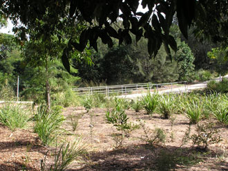 Lomandras in revegetation beds