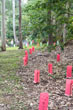 Volunteers planting natives in June 2007