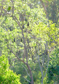 Flying foxes in morning sunlight