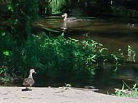 Ducks love the spot