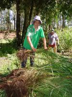 Guinea Grass hauled away by Jess