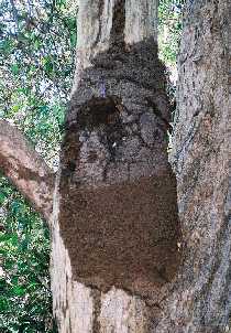 Termite nest