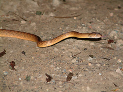 Brown Tree Snake