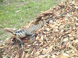 Eastern Water Dragon on the watch