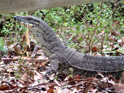 Lace Monitor