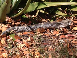 Male Blue-Tongued Skink