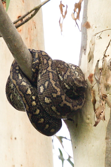 Simply wound around a branch for a sleep