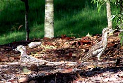 Bush Stone-Curlew near Cedar Creek, Upper Kedron (135 KB jpg download)