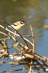 Stirated Pardalope close to its nest