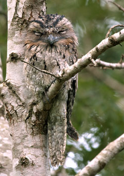 Wet Tawny Frogmouth during February rain (Photo: Neil Fordyce)