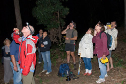 Survey group look up at a small glider's antics