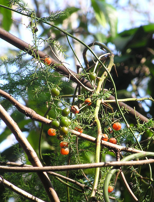 Asparagus vine