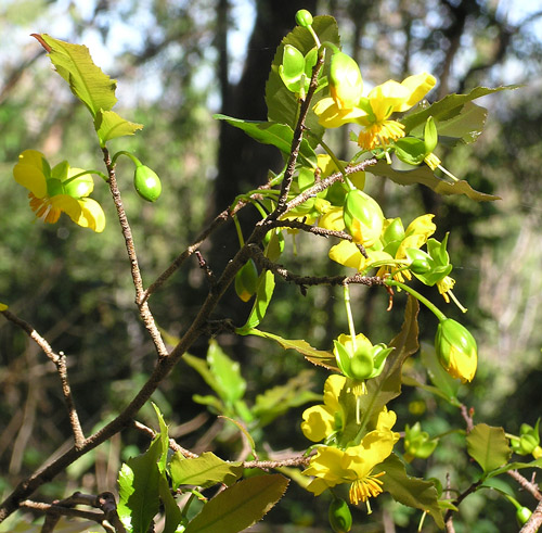 Ochna